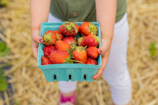 Pick-Your-Own Strawberries: Where To Go in New Jersey for Picking